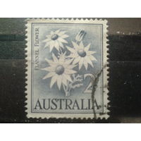 Австралия 1959 цветы