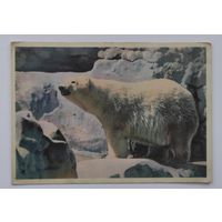 Почтовая карточка 1963 г. "Белый медведь". "Советский художник"