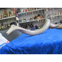 Змея мудрости-рог африканской антилопы Куду 75 см.