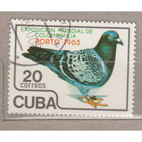 Птицы Фауна Куба 1985 год лот 1075