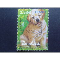 Франция 2006 собака