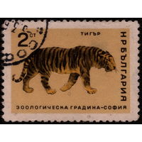 Кошки. Болгария. 1966. Тигр. Марка из серии. Гаш.