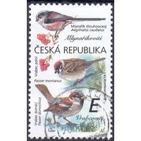 Чехия фауна птицы