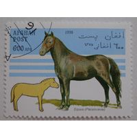 Афганистан.1996.лошади
