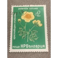 Болгария. Цветы. Potentilla fruticosa
