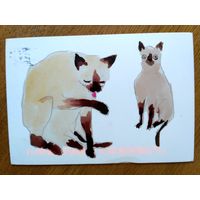 Открытка. Подписана, прошла почту. Сиамские коты. From Animal Box (100 Postcards by 10 Artists)