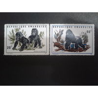 Руанда 1970 обезьяны