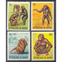 Гвинея  фауна тарзан обезьяны