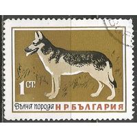 Болгария. Собаки. Немецкая овчарка. 1964г. Mi#1462.