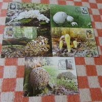 Почтовые карточки БЕЛАРУСЬ природа  грибы флора Картмаксимум 5 шт
