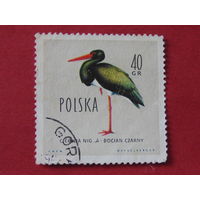 Польша 1960 г. Птицы. Чёрный аист.