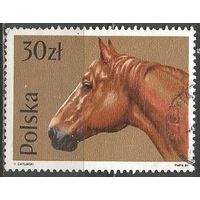 Польша. Гуцульская лошадь. 1989г. Mi#3194.