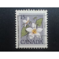 Канада 1979 стандарт, цветок
