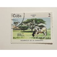 Куба 1984. Коровы.
