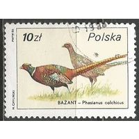 Польша. Лесная фауна. Фазаны. 1986г. Mi#3021.