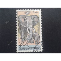 Чехословакия 1976 слон