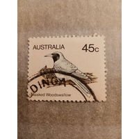 Австралия. Masked Woodswallow