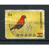 Гана - 1959 - Чернокрылый ткач 6Р - [Mi.55] - 1 марка. Гашеная.  (Лот 60Fe)-T25P13