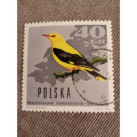 Польша 1966. Птицы. Oriolus