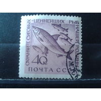 1960 Рыбы с клеем без наклейки