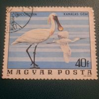 Венгрия 1976. Фауна. Птицы. Platalea Leucorodia