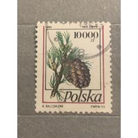 Польша 1993. Флора. Pinus Cembra