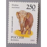 Слон,  1993, Россия
