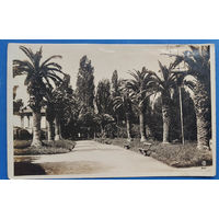 Гагры. Пальмовая аллея. 1934 г. Подписана