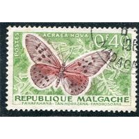 Мадагаскар. Бабочка Акрея гова