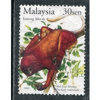 Малайзия. Фауна. Приматы