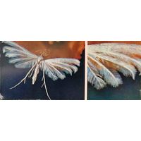 Бабочка Пальцекрылка пятилапая