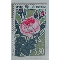 Старая роза. Франция . Дата выпуска:1962-09-10