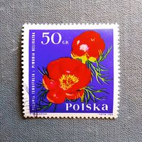 Марка Польша 1964 год Цветы