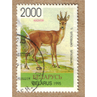 Косуля Беларусь 1995