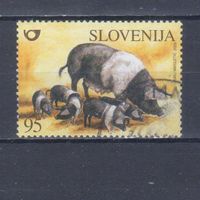 [1746] Словения 2003. Фауна.Домашняя свинья. Гашеная марка.