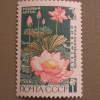 СССР 1966. Сухумский ботанический сад. Розовый лотос. Марка из серии