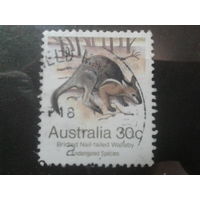 Австралия 1981 подвид Кенгуру