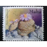 Мальта 2002 кактус