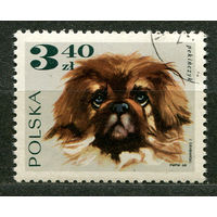 9Пекинес. Собаки. Польша. 1968