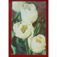 Белые тюльпаны. Фото Матанова. Чистая. 1974 года. 1686.