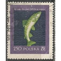 Польша. Рыбы. Форель. 1958г. Mi#1054.