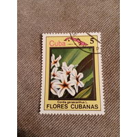 Куба 1983. Флора кубы. Cordia gerascanthus