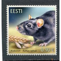 Эстония. Фауна. Черная крыса