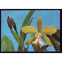 Вьетнам Орхидея