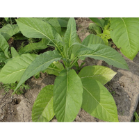 Семена Табак Золотая Индия (Семян в 1 навеске 150+ шт)