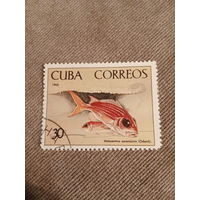 Куба 1965. Рыбы. Holocentrus ascensionis