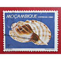 Мозамбик, 1980г., фауна, ракушки