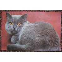 Плакат постер Удивлённый кот, 48 х 75 см, СССР .