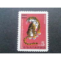 Болгария 1968 леопард
