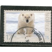 Норвегия. Белый медведь
